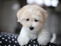 wir haben Welpen Coton de Tulear  from CotonOfHappyness