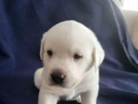 Weiße Labradorwelpen(Rüden)
