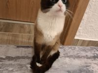 Siam-Ragdoll Deckkater