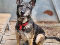 Nasfa, Schäferhündin, sucht hundeerfahrene Familie mit Haus und Grundstück