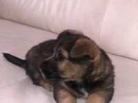 Terrier Mix Welpe