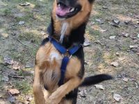 Unsere kleine NELLA ist eine junge und hübsche Mini-Schäfermix Hündin