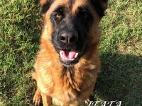 IATA – sucht noch immer eine Familie