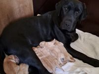 Verkaufe reinrassige Labradorwelpen