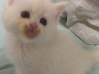 Main coon Kitten reinrassig