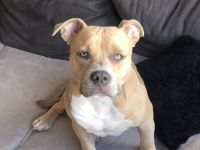 Hund in liebevolle Hände abzugeben