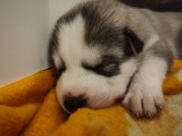 Siberian Husky Welpen