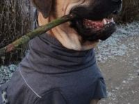 Süße Cane Corso Italiano Weibchen