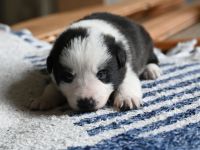 Bordercollie Welpen reinrassig