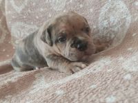 American Bully Welpen