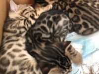 Bengalische Kätzchen mit Stammbaum zu verkaufen.