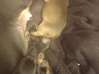 Jack Russell Mix Welpen