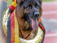 Deutscher Schäferhund Welpen