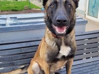 Tony, Malinois, geb. 2021, sucht geduldige und hundeerfahrene Besitzer