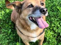 Unser kleiner Tommy wartet und wartet.💔💔💔 Gibt es wirklich kein Zuhause für ihn???