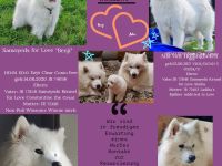 Reinrassige Samojeden Welpen von "JAMOBENTO" mit AHNENPASS mit