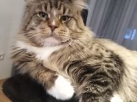 Maine Coon Reinrassig