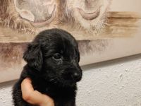 Black River Welpen aus Familien und Therapiehundezucht aus Januar 2023