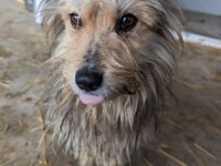 Buddy sucht ein eigenes Körbchen