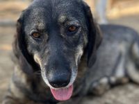 HÜNDIN NALA, kastriert, derzeit noch in Griechenland