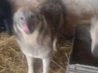 liebe,kastrierte Amica, 11 Monate, 25 kg, lebt im Zwinger ohne Auslauf in Rumänien; wir suchen ein H