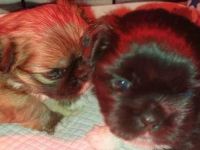 Pekinese baby