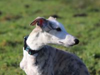 Süßer Whippet-Welpe sucht guten Platz