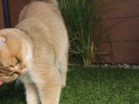 Bkh Deckkater gold ny 11 mit Stammbaum