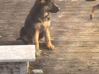 Deutsche Schäferhund Welpen