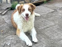 Cara (reserviert) - eine liebevolle Hündin auf der Suche nach einem liebevollen zu Hause🏡🩷