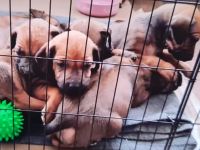 Rhodesian Ridgeback Welpen reinrassig