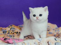 BKH Kitten reinrassig mit Stammbaum inkl. Transportbox + Zubehör