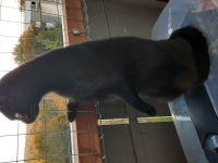 neues zu Hause Gesucht für 2 Fellis