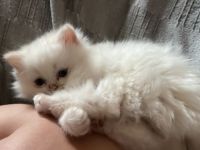 Persische Katze Kätzchen