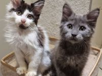 Maine Coon Kitten