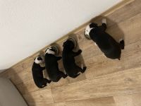 Unsere Rasselbande sucht noch ein zu Hause