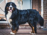 Lusion (FCI) Winter Wonderland