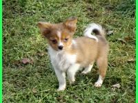 Hübsche Pomchi Welpen abzugeben