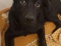 Labrador-Schäferhund Welpe