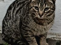 Kater sucht ein neues Zuhause