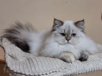 BLH britisch langhaar kitten, Kätzchen