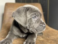 Cane Corso Welpen