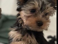 Yorkshire Terrier Welpen