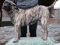 FCI KRZYŻANOWSKI GANG MOLOSÓW