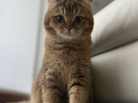 BKH Kitten Reinrassig mit Stammbaum