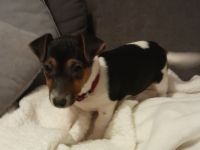 Wunderschöne Jack Russel Terrier Mädchen