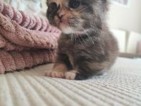 Ragdoll Main Coon Mix Kitten suchen Zuhause!