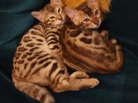 2 Bengalkitten Mädchen suchen gemeinsam liebevolles Zuhause