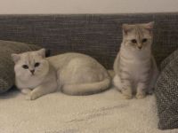 Britisch Kurzhaar Katze und Kater
