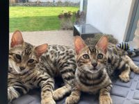 2 Bengalkitten Mädchen suchen gemeinsam liebevolles Zuhause